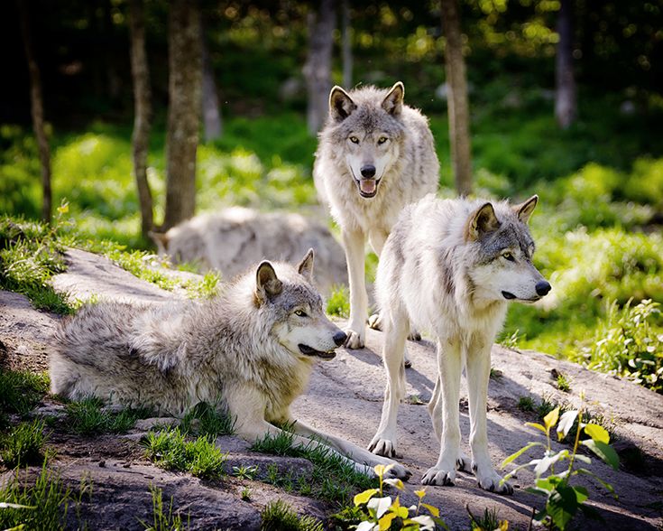 How Do Alpha Dogs Show Dominance How Do Alpha Dogs Show Dominance
