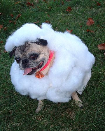 pictures of pugs dressed up best 25 pugs dressed up ideas on pug costume pug costumes and pictures of pugs dressed up best 25 pugs dressed up ideas on pug costume pug costumes and