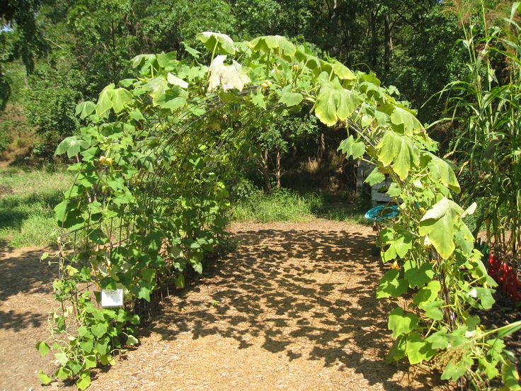 squash trellis awesome idea for making a shady area in the garden for the cooler - Vegetable Garden Ideas For Shaded Areas squash trellis awesome idea for making a shady area in the garden for the cooler - Vegetable Garden Ideas For Shaded Areas