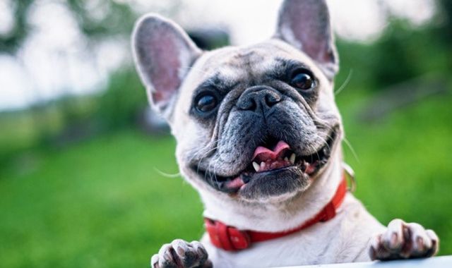 A Pet Owner S Guide To The Frenchton
