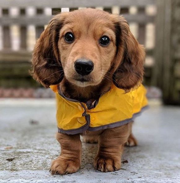Dachshund Accessories For Dogs Sausage Dog Puppy Cute Dogs Dogs