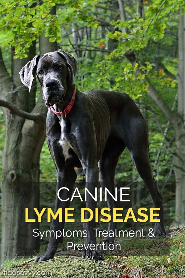 Lyme Disease In Dogs Keeping Fido Safe Lyme Disease In Dogs