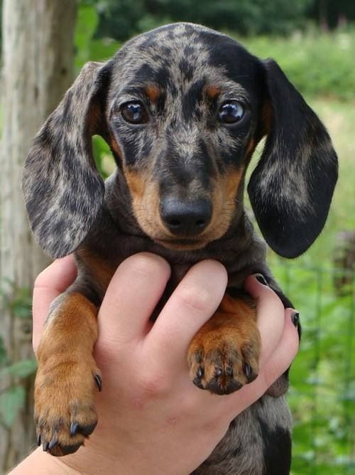 Cute dapple | Dapple dachshund, Dachshund puppies, Dachshund breed