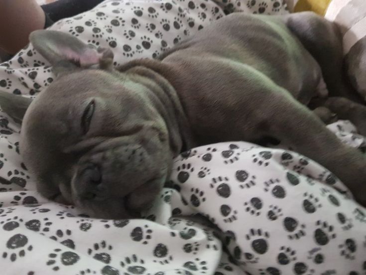 Our New Puppy Cable The Frenchie Sleeping Puppies Cute French