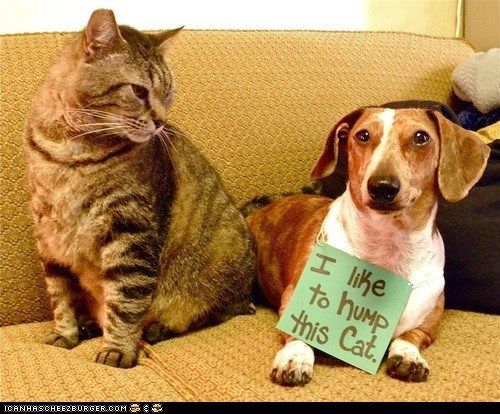 My Dog Ate Cat Food Will He Be Okay My Dog Ate Cat Food Will He Be Okay