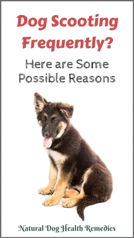 Pin On Dog Training Leash