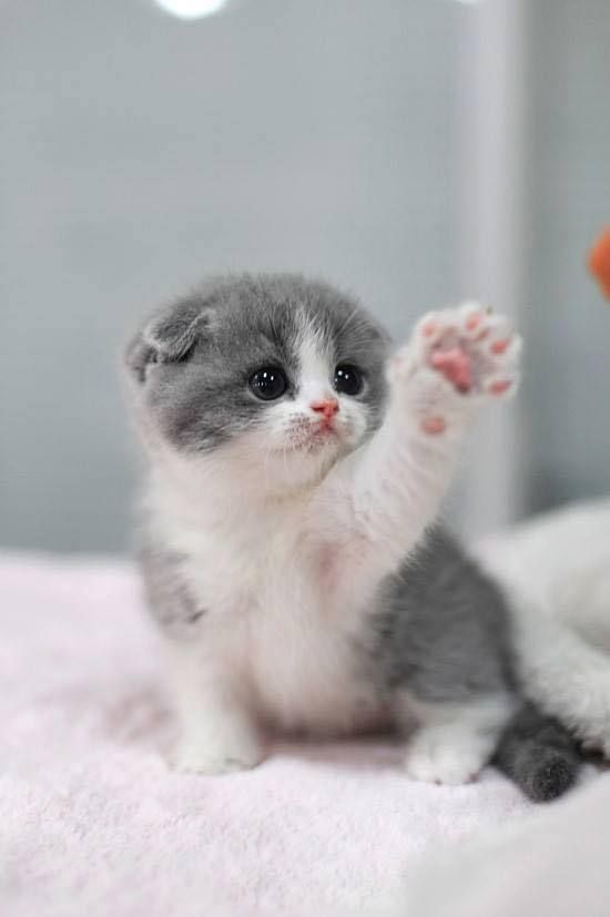 Cutest Cat Ever Kittens Pinterest Cute