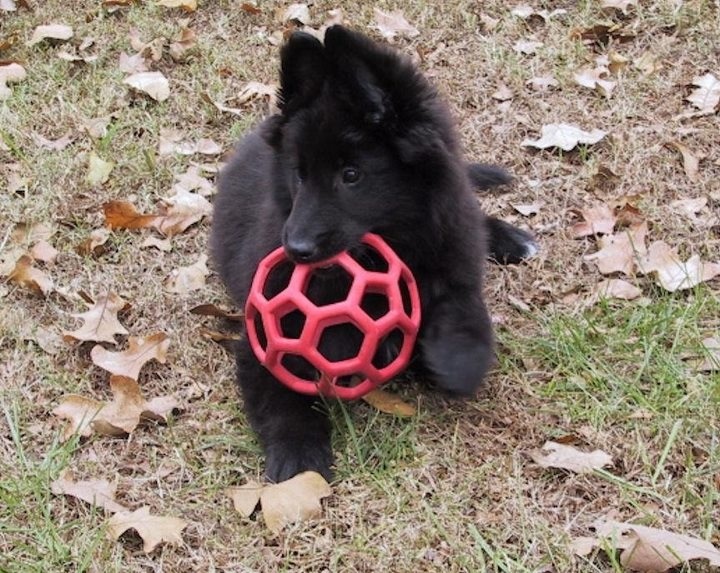 belgian sheepdog puppies for sale uk 97 best belgian sheepdogs images on pinterest belgian shepherd belgian sheepdog puppies for sale uk 97 best belgian sheepdogs images on pinterest belgian shepherd