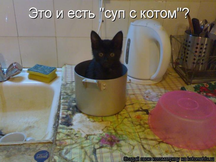 Для, картинки про котов котят и кошек с надписями смешные