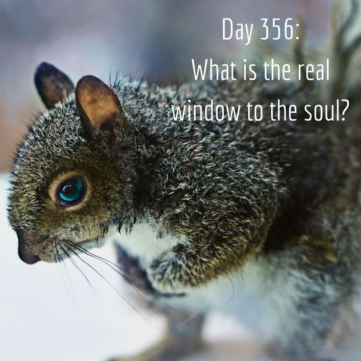 Day 356 of 365 Days of Writing Prompts: What is the real window to the soul? Shannon: I’ve always thought you can tell a lot about how a person is feeling by watching their hands. People can easily…