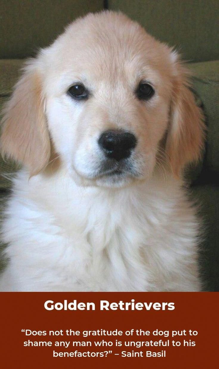 The Beagle Is A Breed Of Small Hound Initially Reproduced As Scent