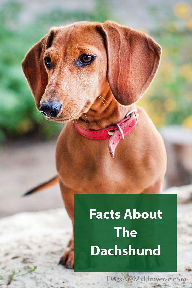 The Dachshund Breed Information Dachshund Breed Dachshund