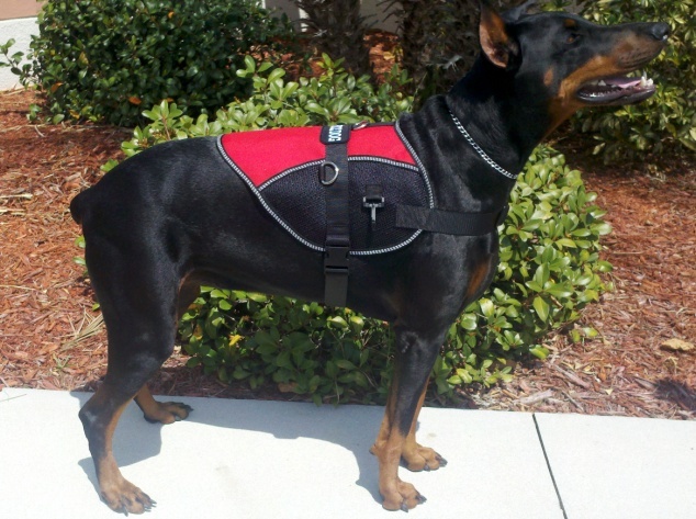 Therapy Dog Vest Canada Therapy Dog Vest Canada