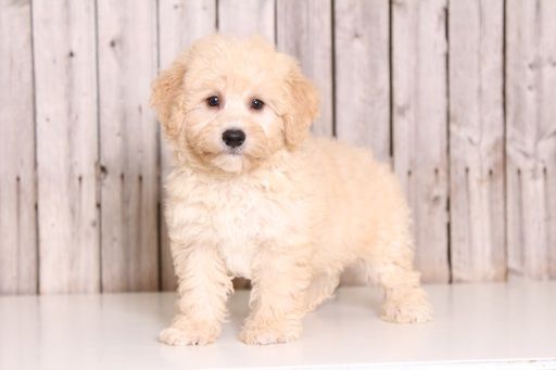 yorkies for sale in columbus ohio best 25 yorkie poo puppies ideas on terrier poodle mix small dogs and yorkies for sale in columbus ohio best 25 yorkie poo puppies ideas on terrier poodle mix small dogs and