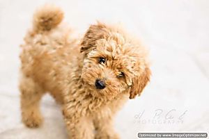 Ok Google Small Dog Breeds Ok Google Small Dog Breeds