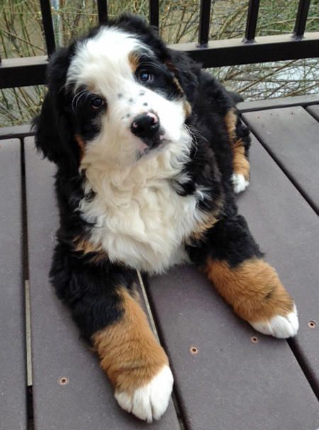 Dogs With Large Paws Dogs With Large Paws