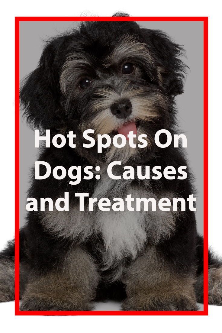 Hot Spots In Dogs Dog Hot Spots Dogs Dog Nutrition