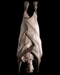 hanging vampire halloween prop special order terms apply in props and decorations life sized foam filled latex metal armature that sticks out feet for - Vampire Halloween Decorations hanging vampire halloween prop special order terms apply in props and decorations life sized foam filled latex metal armature that sticks out feet for - Vampire Halloween Decorations