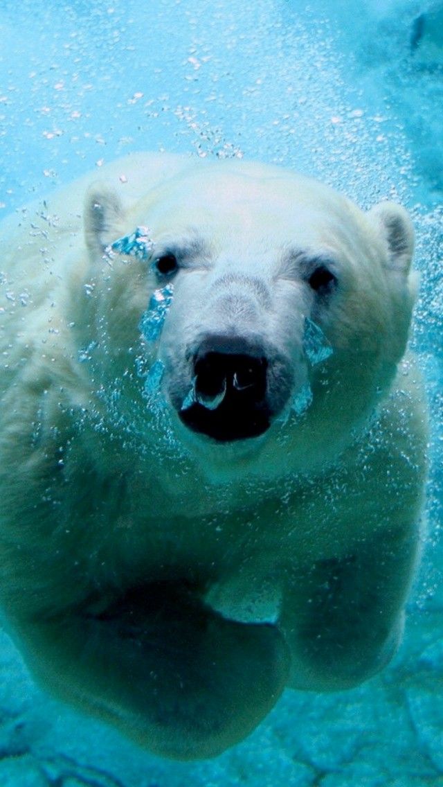 Polar Bear Wallpaper Hd 4k For Mobile Android Iphone Iphone