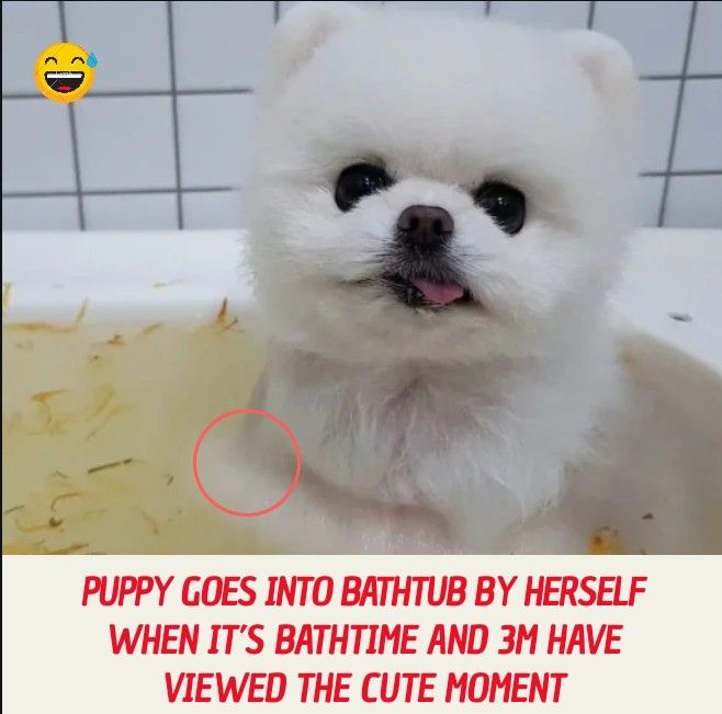Puppy Goes Into Bathtub By Herself When It S Bathtime And 3m Have