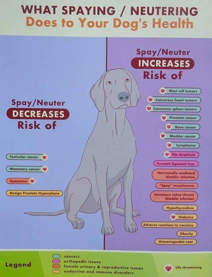Pin By Jen Ra On Kennel Concepts Dog Health Bone Cancer Benign