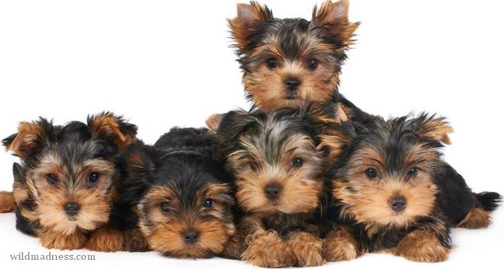 Most Lovable Cuddly Dog Breeds Most Lovable Cuddly Dog Breeds