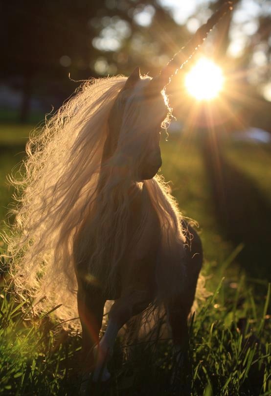 77 best Unicorrrrrrrn images on Pinterest