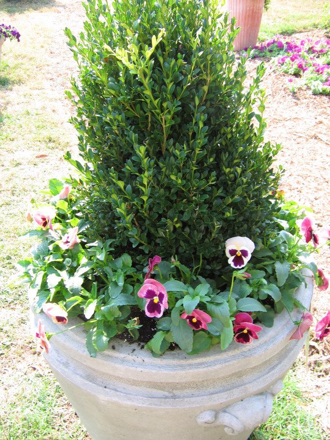 The 25+ best Winter container gardening ideas on Pinterest Christmas The 25+ best Winter container gardening ideas on Pinterest Christmas