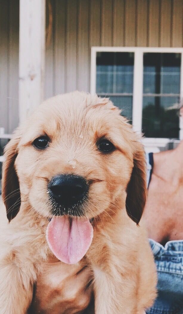 Pinterest Mlshepherd04 Cute Baby Animals Cute Animals Cute Dogs