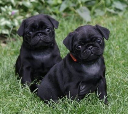 cute black pug puppies