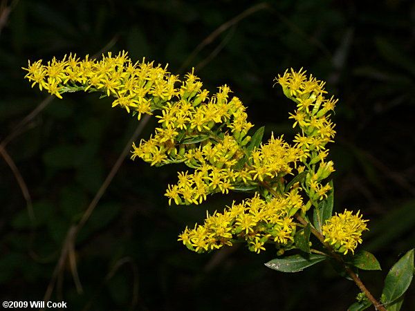 Garden-friendly Native Alternatives To Overplanted Exotics Native Plant Landscape Native Plant Gardening Powell Gardens