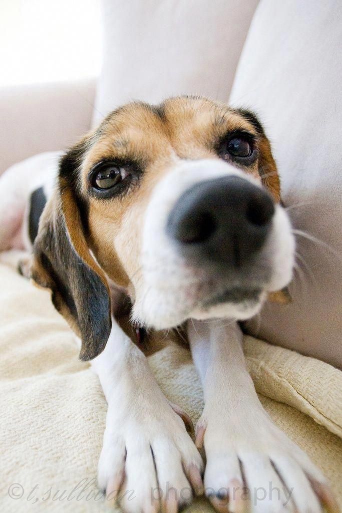 Beagle Dog Breed Information Beagle Puppy Cute Beagles Baby Beagle