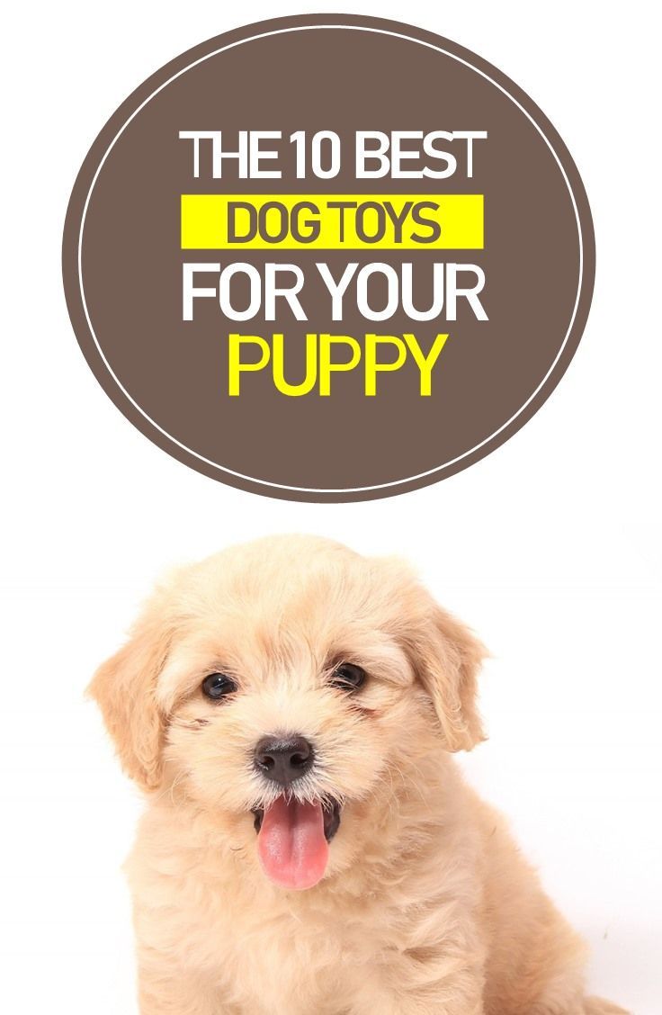 Dog Toys Dog Toys Indestructable Kong Dog Toys Outdoor Dog Toys
