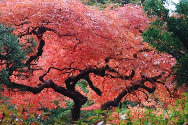 Japanische Schamlippen Rote Kuessen
