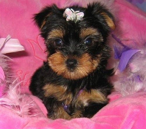 teacup yorkies for sale in ohio 200 best 25 yorkie puppies for adoption ideas on teacup yorkie for adoption teacup yorkies for sale in ohio 200 best 25 yorkie puppies for adoption ideas on teacup yorkie for adoption