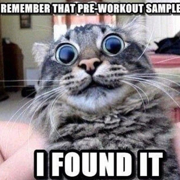 Buried By Cats Meme Buried By Cats Meme