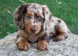 Image result for full grown miniature dachshund long haired … | My ... Image result for full grown miniature dachshund long haired … | My ...