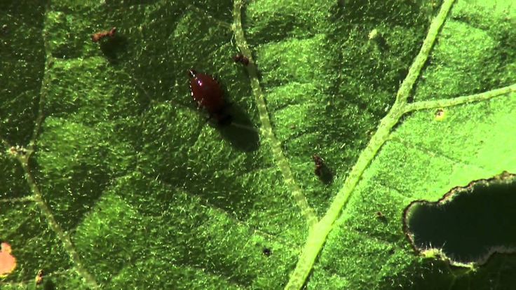 41 Best Videos Ipm Images On Pinterest Oklahoma Growing In This Segment Oklahoma Gardening Host Kim Toscano Talks About The Colorado Potato Beetle And