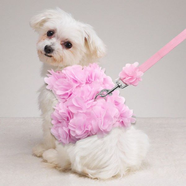 How To Choose Dog Girl Names Tips And Ideas To Help You With