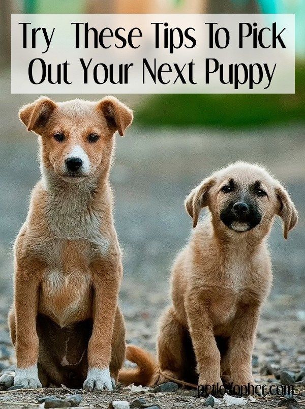 picking a puppy from a litter 1684 best care tips images on care picking a puppy from a litter 1684 best care tips images on care