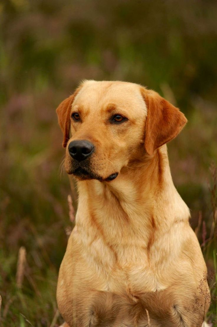 Labrador puppies for sale | Labrador retriever for sale | Labrador
