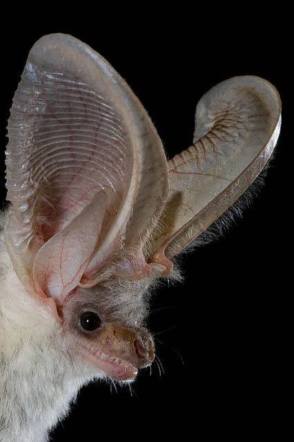 Essay on vampire bats