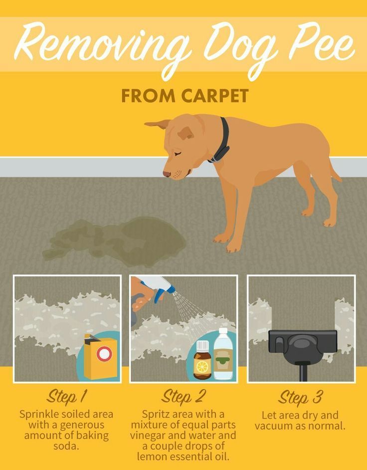 How To Get Rid Of Cat Pee Smell In Rug How To Get Rid Of Cat Pee Smell In Rug