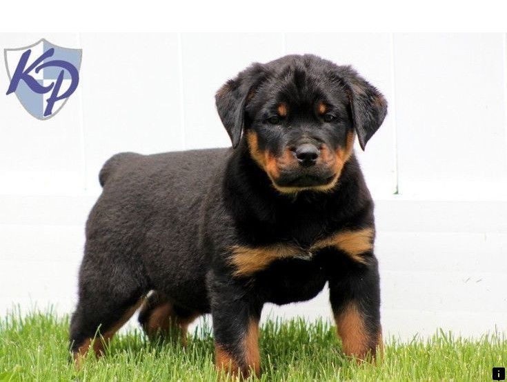 Learn More About Dogs For Sale Follow The Link To Learn More