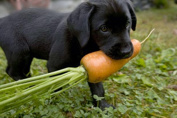 Can Dogs Digest Whole Carrots Can Dogs Digest Whole Carrots
