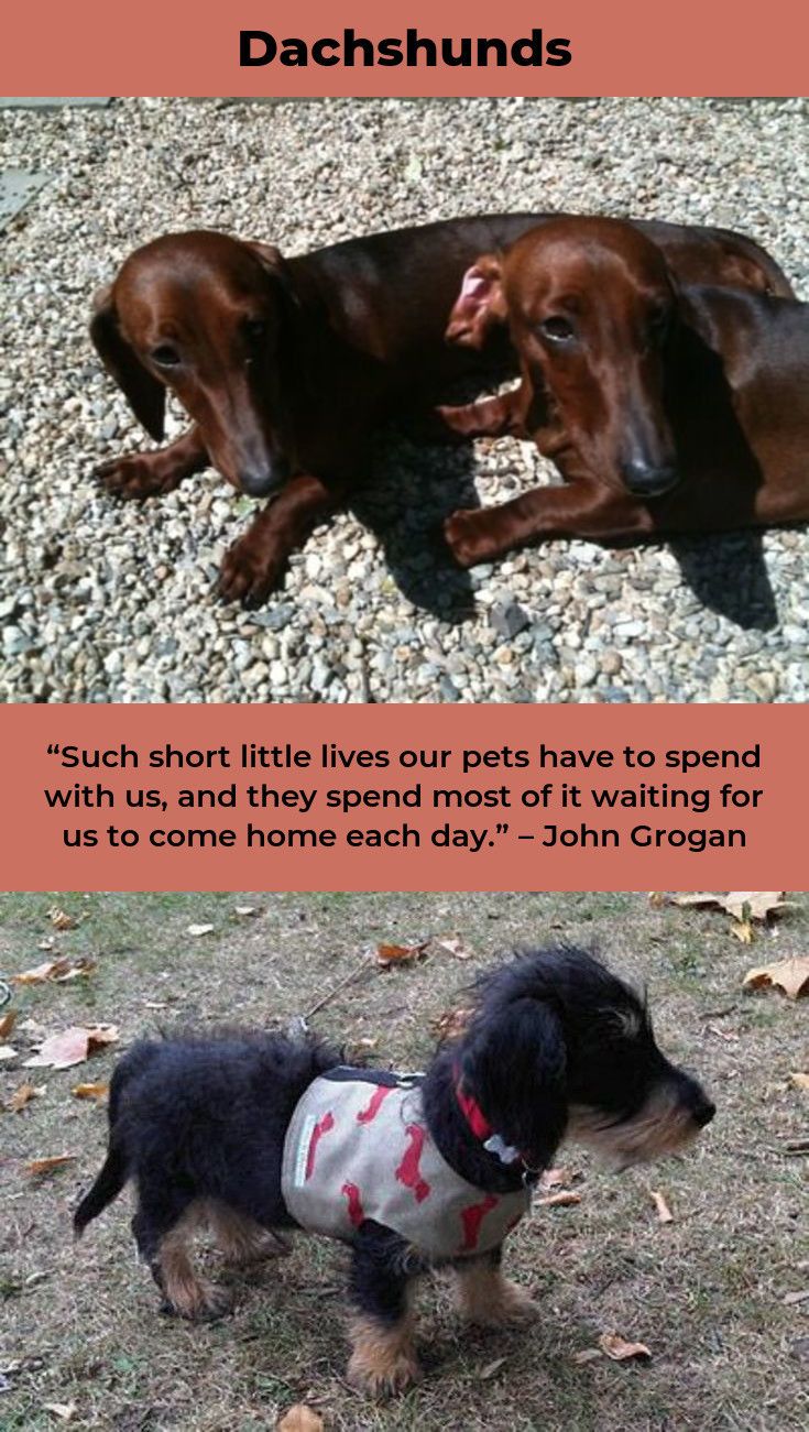 Daschund Dogs Daschundlovers Daschundmix Daschund Dog