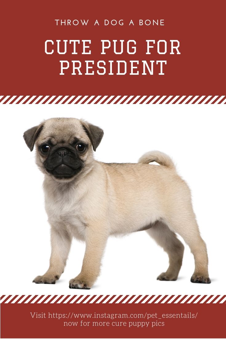 Pug For President Got My Vote 10 Out Of 10 Times Pets Cute