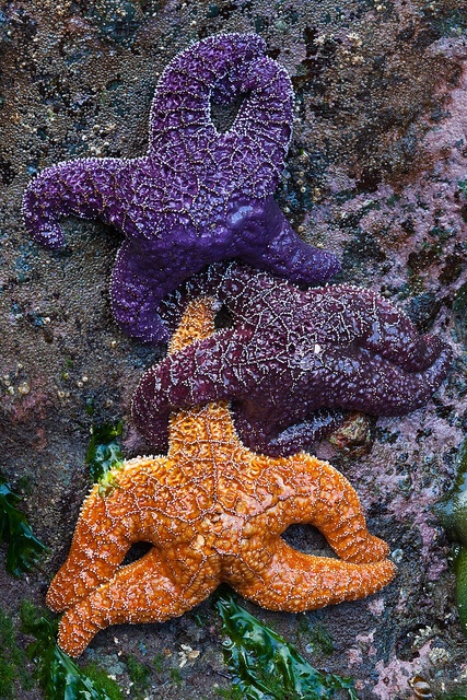 Purple starfish on anus Erotic stories for christian couples