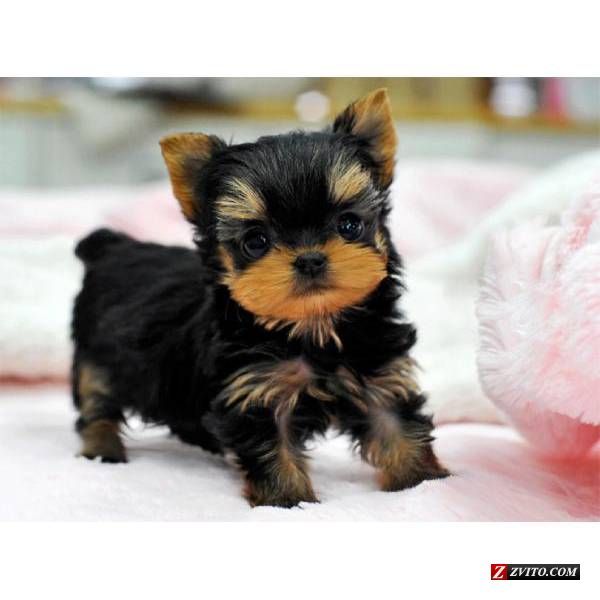teacup yorkies for sale in pa de 25 bedste id 233 er inden for yorkie puppies p 229 teacup yorkie nuttede teacup yorkies for sale in pa de 25 bedste id 233 er inden for yorkie puppies p 229 teacup yorkie nuttede
