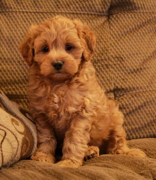 cockapoo puppies for sale in ky best 25 cockapoo puppies for sale ideas on cockapoo for sale cockapoo cockapoo puppies for sale in ky best 25 cockapoo puppies for sale ideas on cockapoo for sale cockapoo